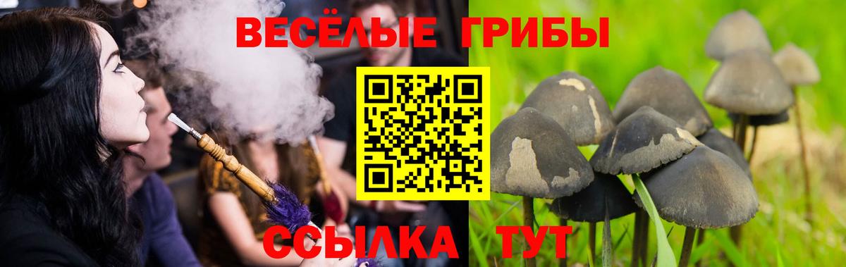 Курчатов  Псилоцибиновые грибы GOLDEN TEACHER  купить закладку  Вход с VPN  Галлюциногенные грибы мухоморы 